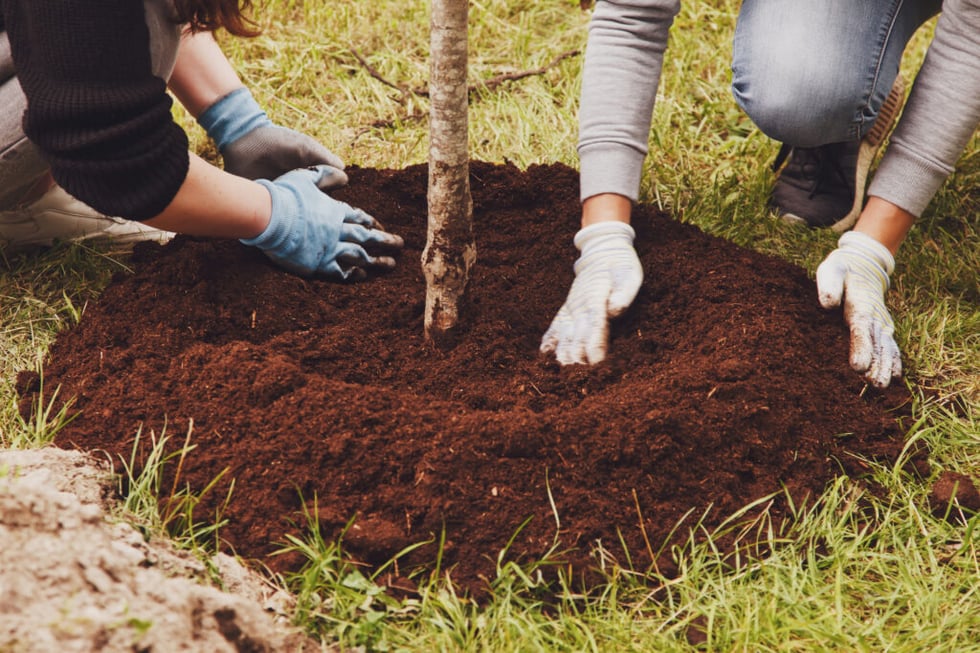 Mulching around a newly planted tree