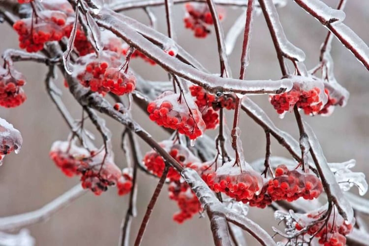 Ice and cold weather can kill your plants, learn how to protect them from a freeze
