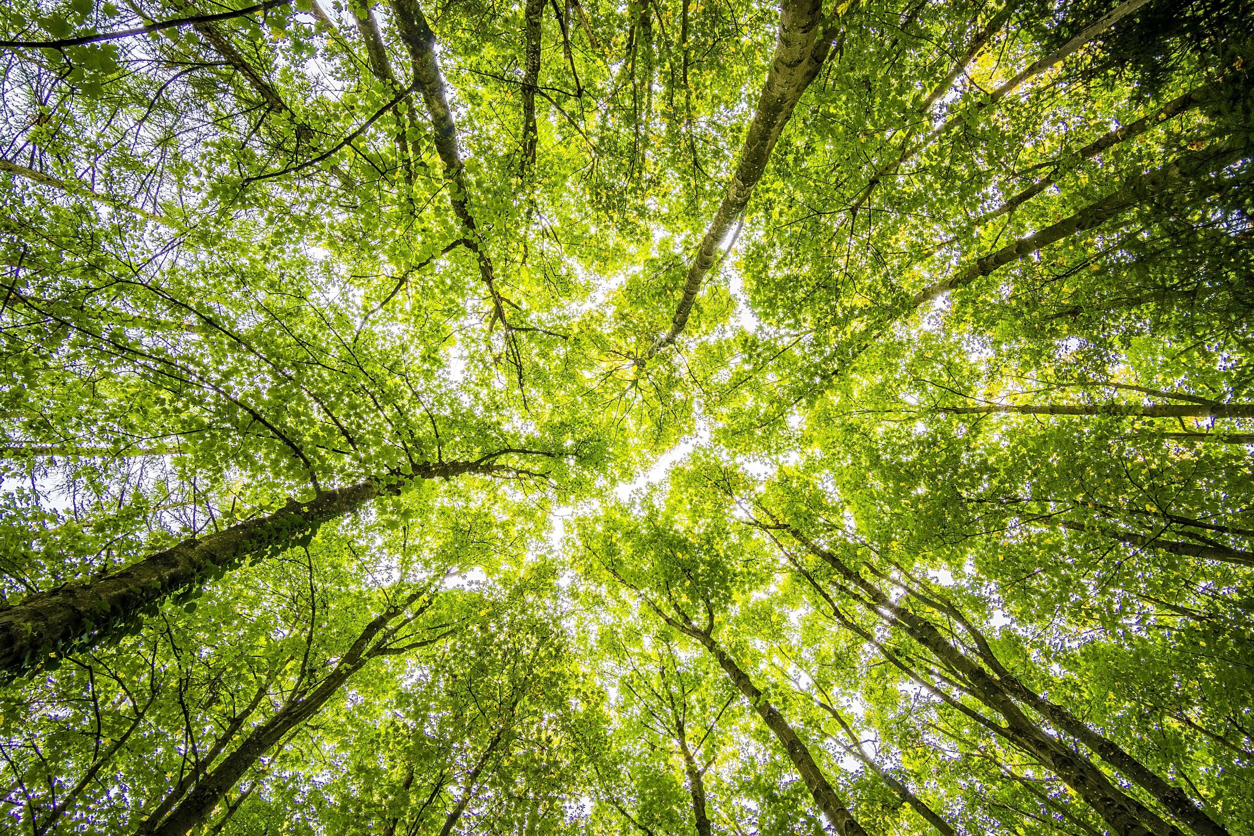 Tree canopy providing shade
